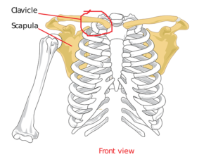 Neck and shoulder pain - first rib